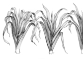 Nava_drawing3-leeks