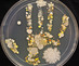 06_hand_print