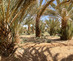 Oasis_n