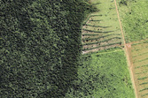 Kurgan_brazil_crop_kurgan