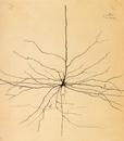 Kwinter_cajal_1