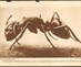 Fig_7_red_ant_research_material