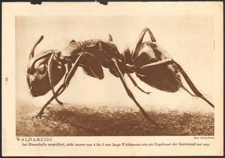 Fig_7_red_ant_research_material